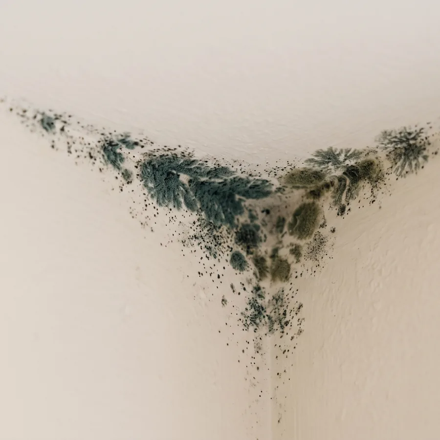 Mould
